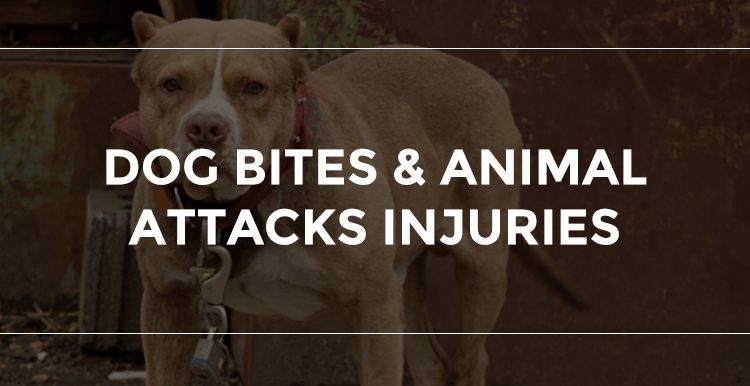  Dog Bites and Animal Attack Overview